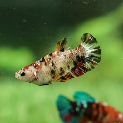 Galaxy Koi Plakat- Female