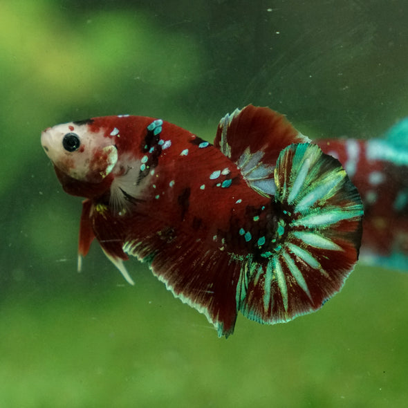 Multicolor/Galaxy Koi Plakat -13 weeks Old