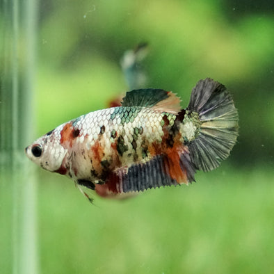 Multicolor/galaxy Koi Plakat- Female