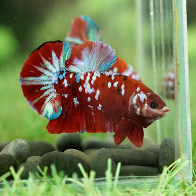 Multicolor/Galaxy Koi Plakat -14 weeks Old