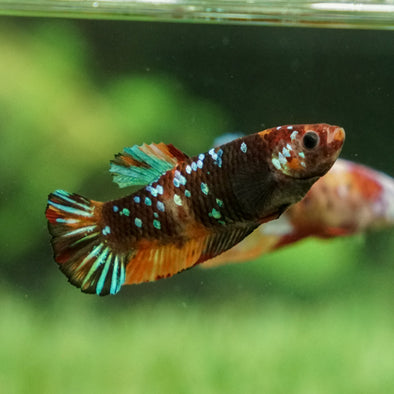 Galaxy Koi Plakat- Female