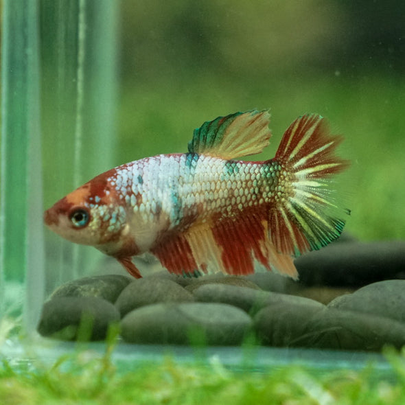 Multicolor Galaxy Halfmoon- Female