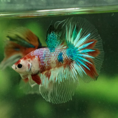 Galaxy Koi Halfmoon - 11 weeks old