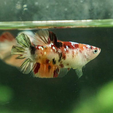 Galaxy Koi Plakat- Female