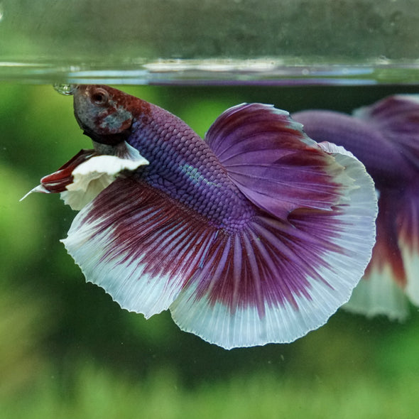 Dumbo Halfmoon - 12 weeks old