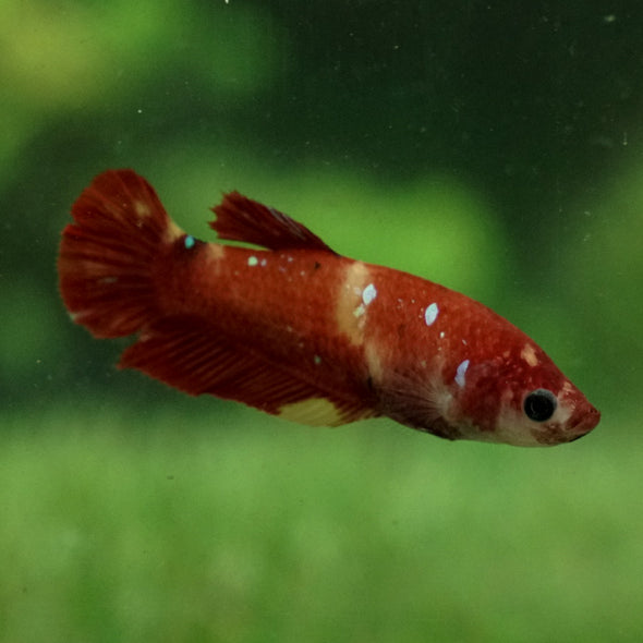 Multicolor/ Galaxy Koi Plakat- Female