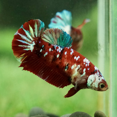 Multicolor/galaxy Koi Plakat- Female