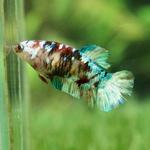 Multicolor/galaxy Koi Plakat- Female