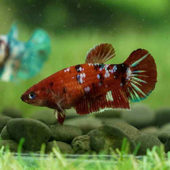 Multicolor/galaxy Koi Plakat- Female