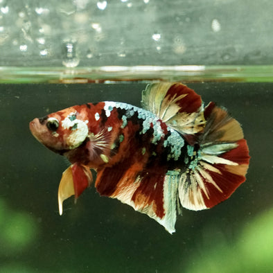 Multicolor/Galaxy Koi Plakat -16 weeks Old