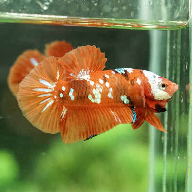 Multicolor/Galaxy Koi Plakat -12 weeks Old