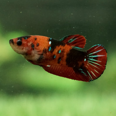 Galaxy Koi Plakat- Female