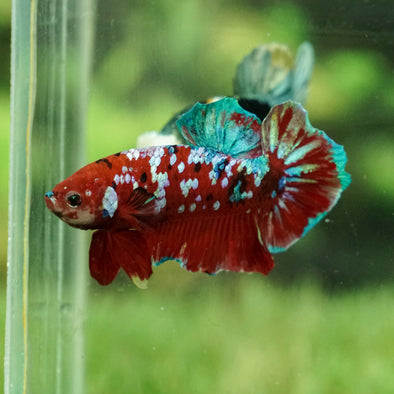 Multicolor/Galaxy Koi Plakat -15 weeks Old