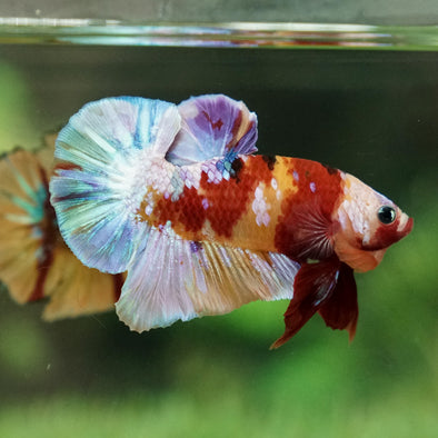 Multicolor/Galaxy Koi Plakat -15 weeks Old