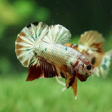 Copper/Gold Galaxy Koi Plakat - 11 Weeks Old