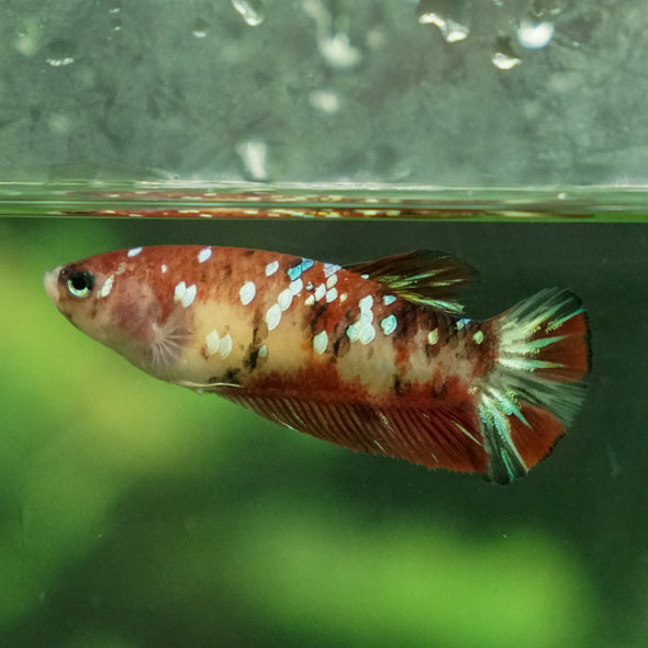 Multicolor/ Galaxy Koi Plakat- Female- 16 Weeks Old