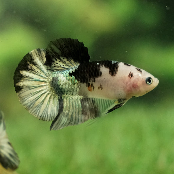 Multicolor/Galaxy Koi Plakat -11 weeks Old