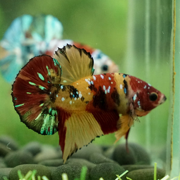 Multicolor/Galaxy Koi Plakat -15 weeks Old