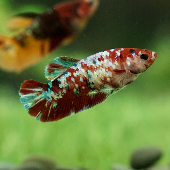 Multicolor/galaxy Koi Plakat- Female