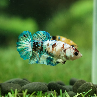 Multicolor/galaxy Koi Plakat- Female