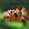Copper/Gold Galaxy Koi Plakat - 11 Weeks Old