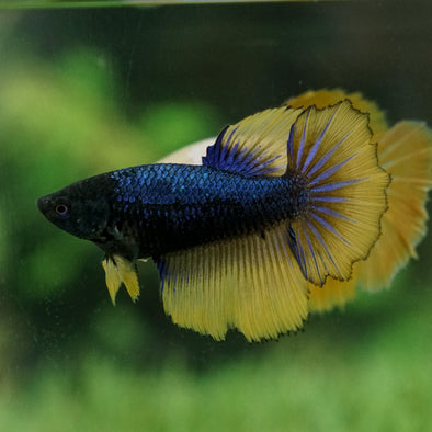 Mustard Gas  Halfmoon - Female