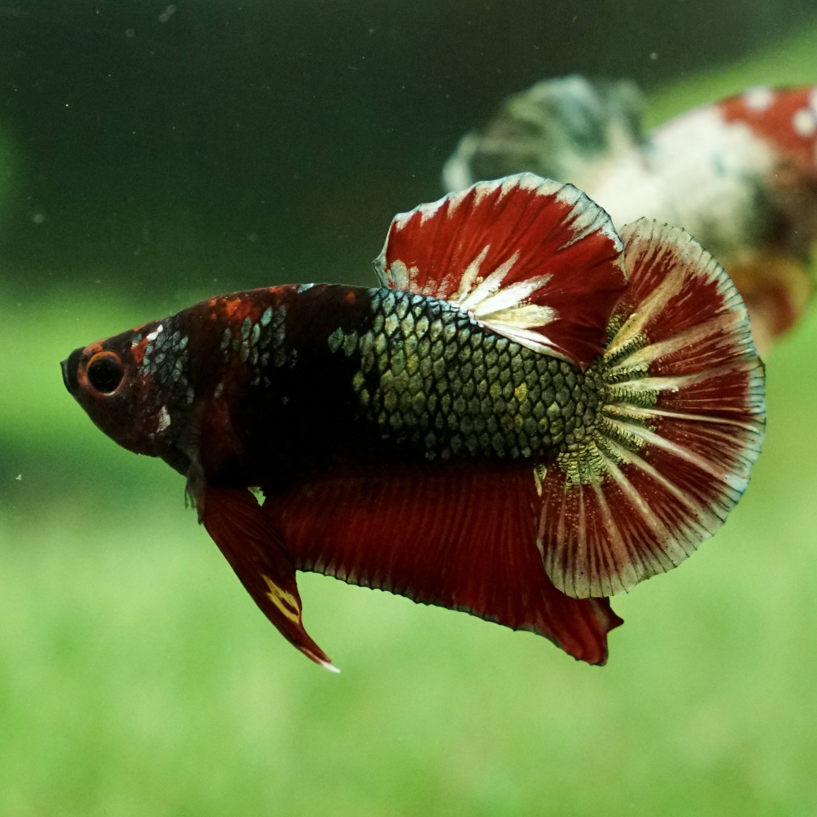 Fancy Copper Red Plakat, Male Betta Fish