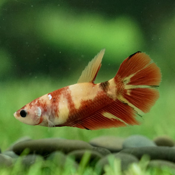 Koi Halfmoon - Female