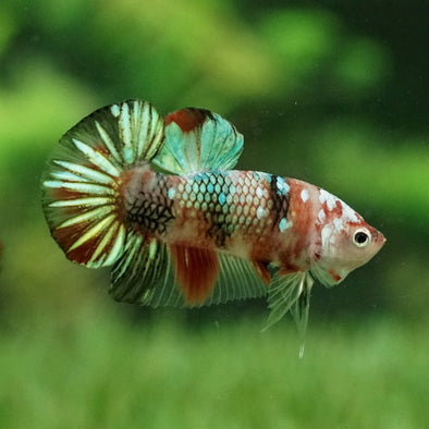 Multicolor/Galaxy Koi Plakat -11 weeks Old