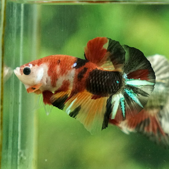 Multicolor/Galaxy Koi Plakat -11 weeks Old