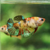 Multicolor/galaxy Koi Plakat- Female