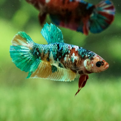 Galaxy Koi Plakat- Female