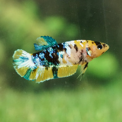 Multicolor/galaxy Koi Plakat- Female