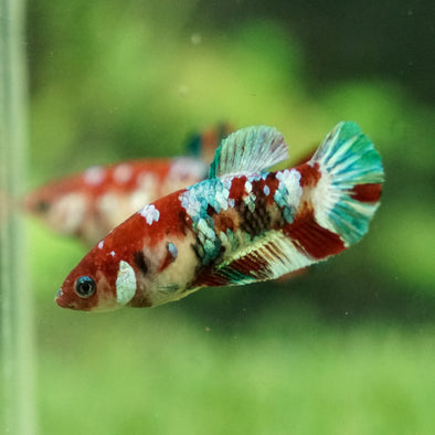 Multicolor/galaxy Koi Plakat- Female