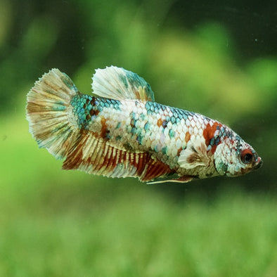 Multicolor/galaxy Koi Plakat- Female