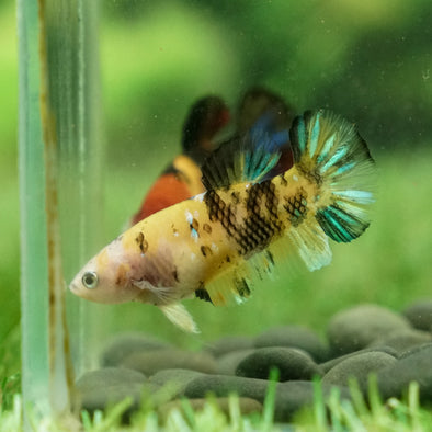 Multicolor/galaxy Koi Plakat- Female