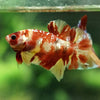 Multicolor/Galaxy Koi Plakat -15 weeks Old