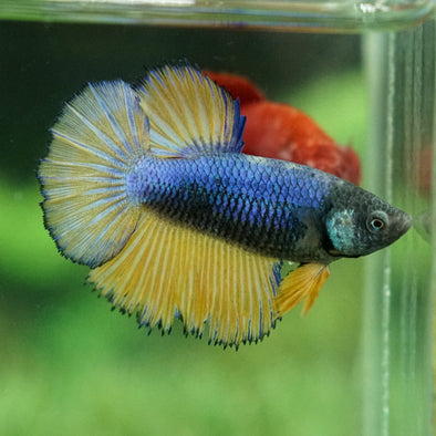 Mustard Gas Halfmoon - Female