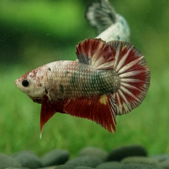 Multicolor/Galaxy Koi Plakat -11 weeks Old