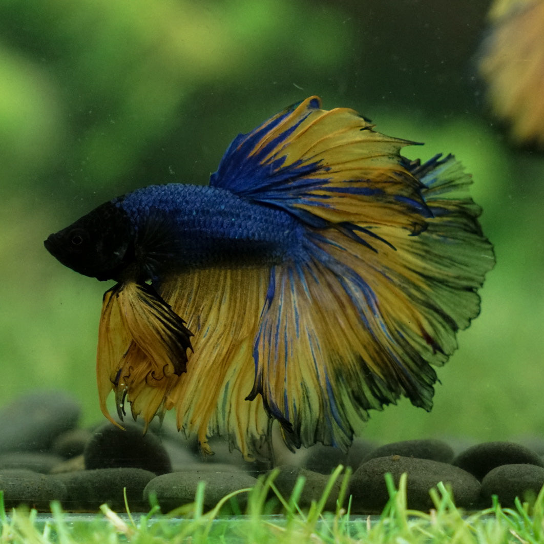 Mustard Gas Halfmoon 14 weeks old – Betta Squad USA,