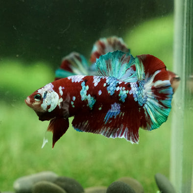 Multicolor/Galaxy Koi Plakat -14 weeks Old