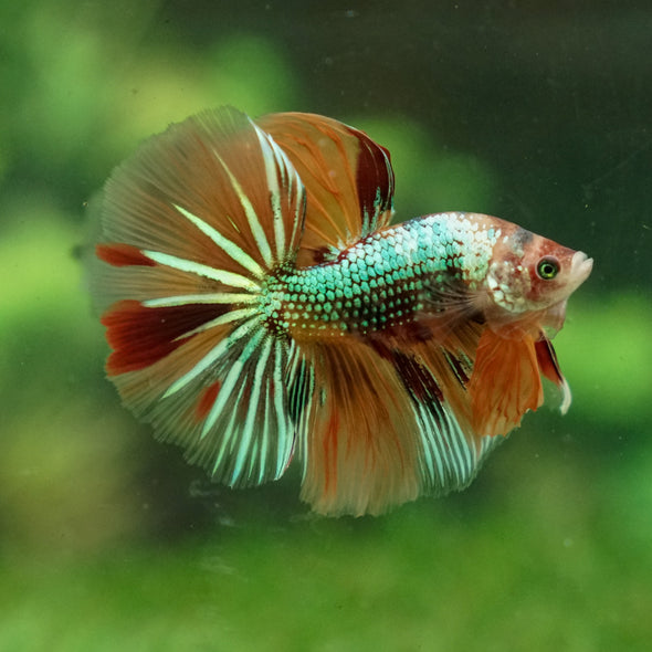 Galaxy Koi Halfmoon - 15 weeks old