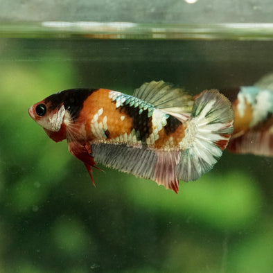 Multicolor/galaxy Koi Plakat- Female