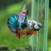 Multicolor/Galaxy Koi Plakat -13 weeks Old