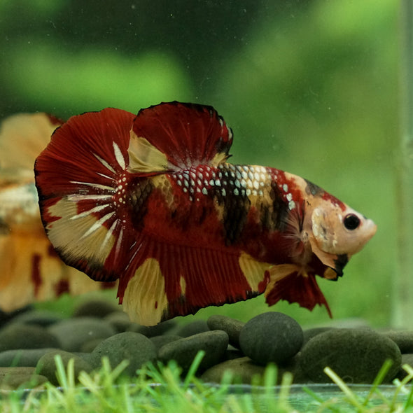 Giant Multicolor/ Galaxy Koi-15 weeks Old