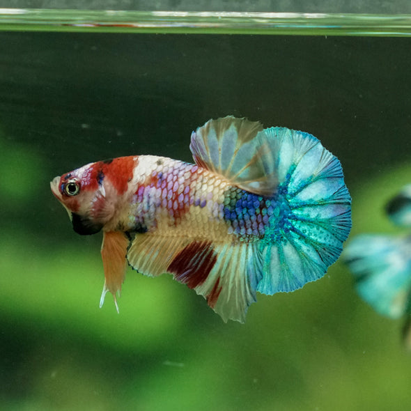 Multicolor/Galaxy Koi Plakat -11 weeks Old