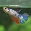 Multicolor Galaxy Halfmoon- Female