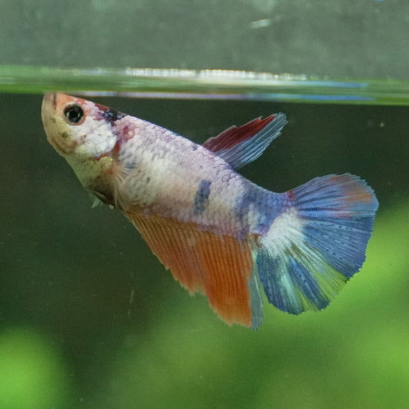 Multicolor Galaxy Halfmoon- Female