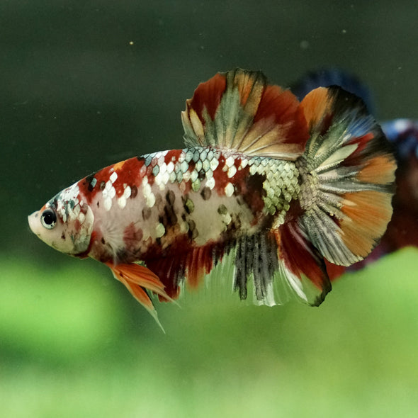 Copper/Gold Galaxy Koi Plakat - 13 Weeks Old