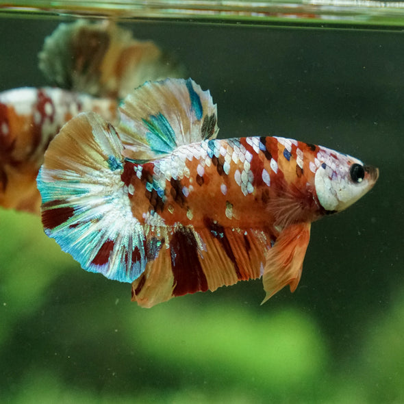 Copper/Gold Galaxy Koi Plakat - 14Weeks Old